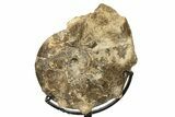 Cretaceous Ammonite (Mammites) Fossil with Metal Stand - Morocco #274601-2